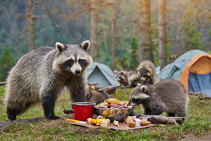 racoons coming in the camp